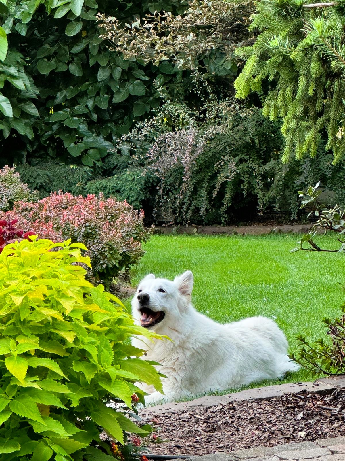 Zakładanie Ogrodów
